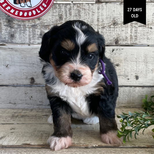 Westin (Male, F1 Mini Bernedoodle)