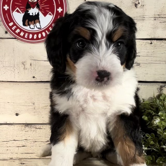Windy (Female, F1 Mini Bernedoodle)