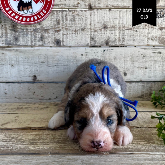 Winney (Female, F1 Mini Blue Merle)