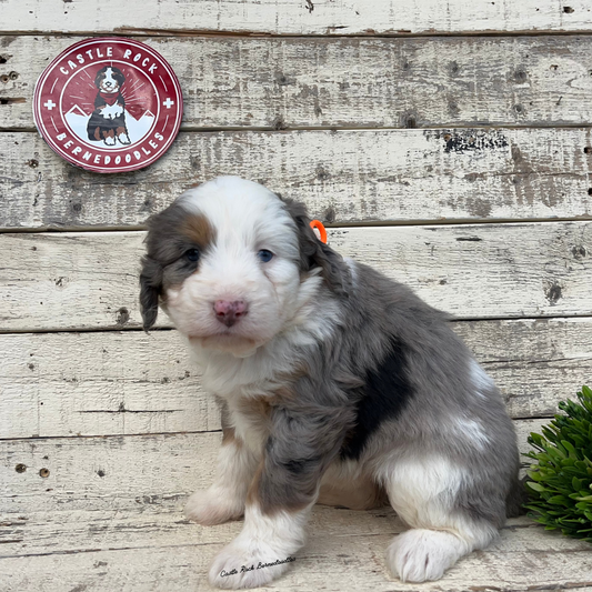 Winona (Female, F1 Mini Blue Merle) - FOUND A NEW HOME