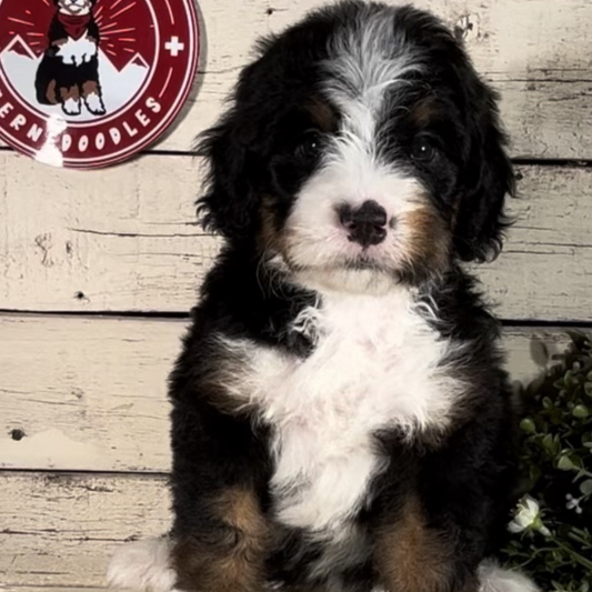 Winslow (Male, F1 Mini Bernedoodle)