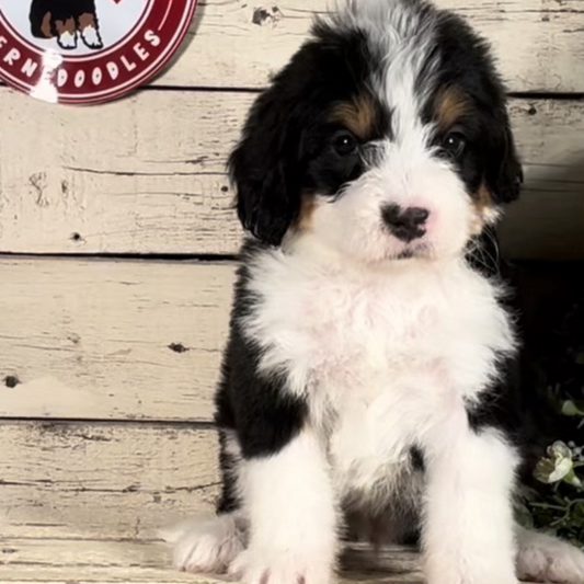 Winston (Male, F1 Mini Bernedoodle)