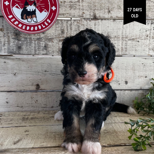 Wisteria (Female, F1 Mini Bernedoodle)