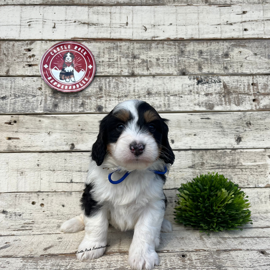 Wren (Female, F1 Mini Bernedoodle) - FOUND A NEW HOME