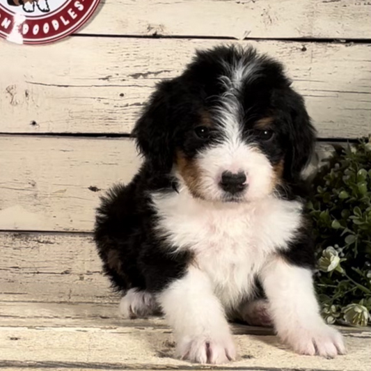 Wyatt (Male, F1 Mini Bernedoodle) - FOUND A NEW HOME