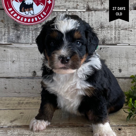 Xaddox (Male, F1 Mini Bernedoodle)