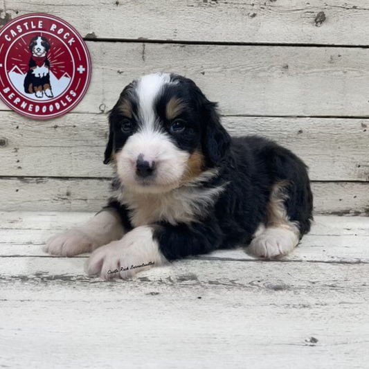 Xander (Male, F1 Mini Bernedoodle)