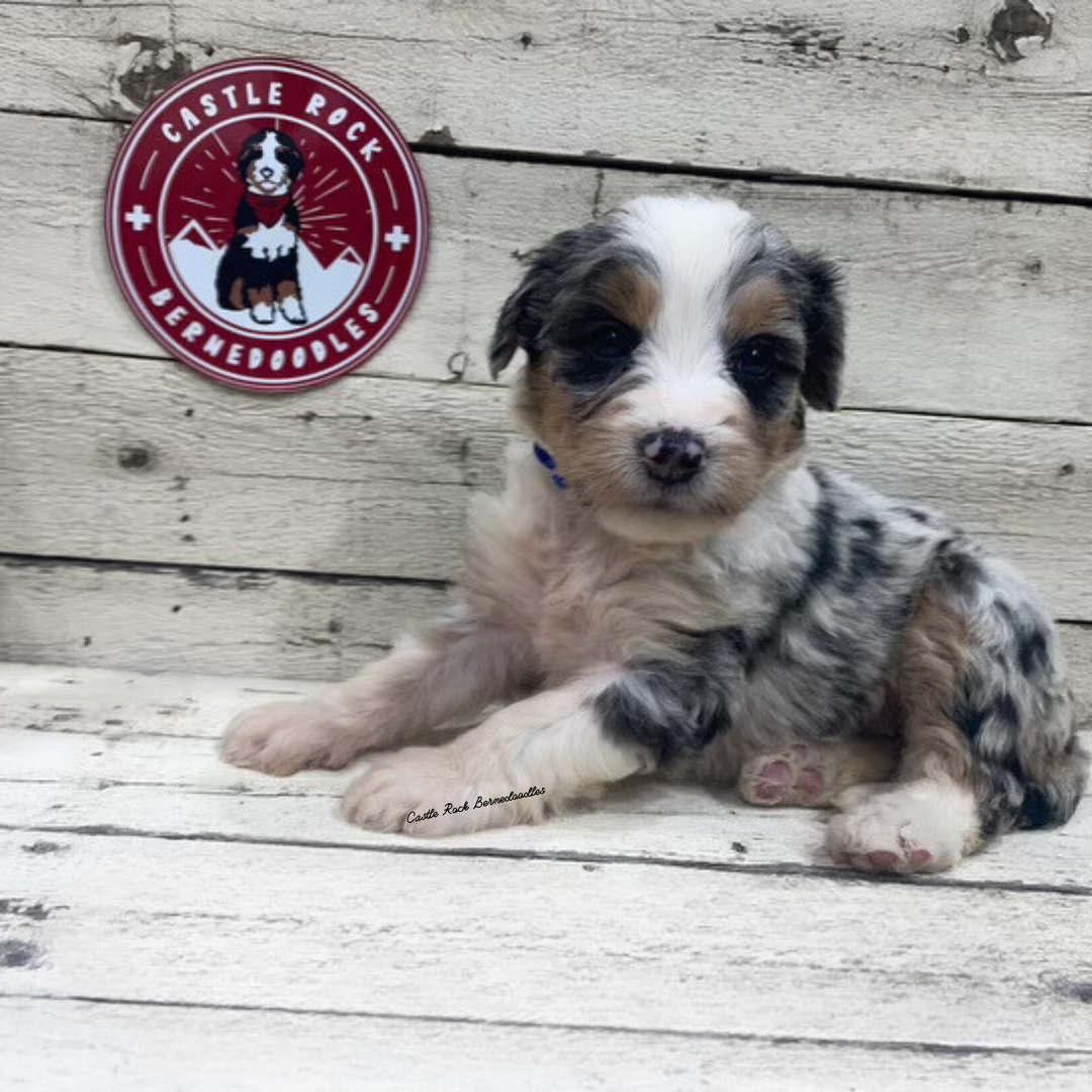 Xandra (Female, F1 Mini Blue Merle)