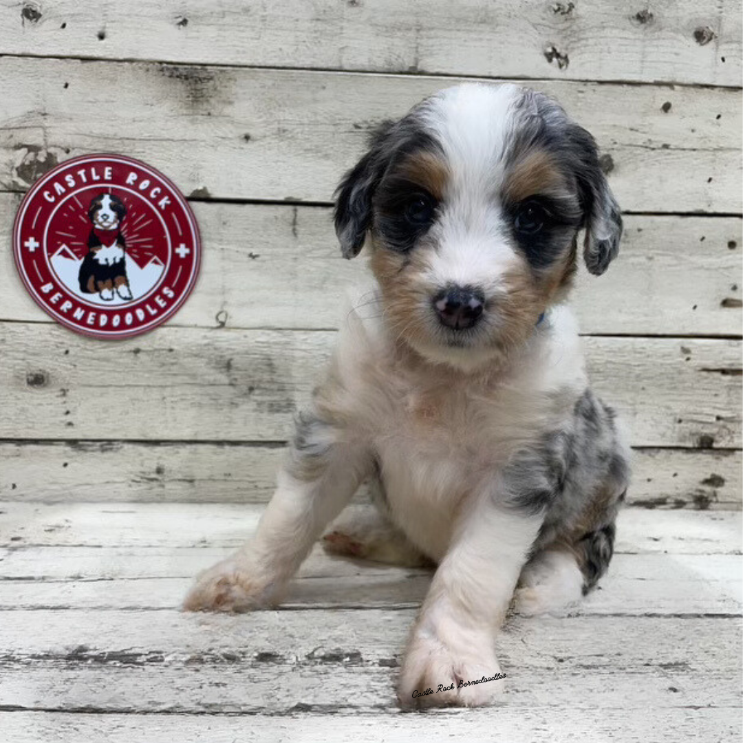 Xandra (Female, F1 Mini Blue Merle)