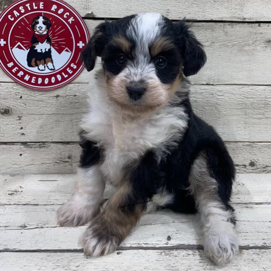 Xara (Female, F1 Mini Bernedoodle)