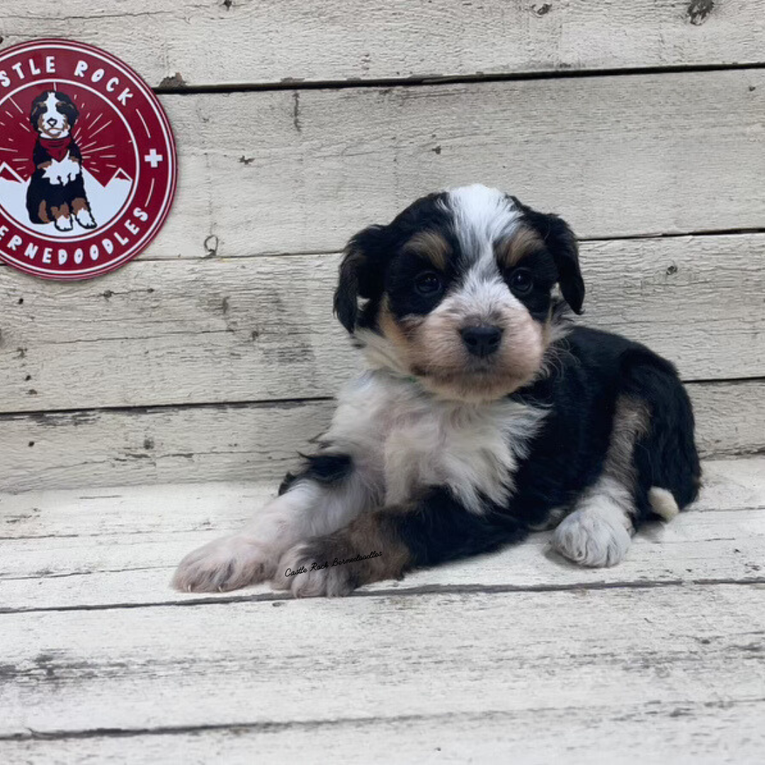 Xara (Female, F1 Mini Bernedoodle)