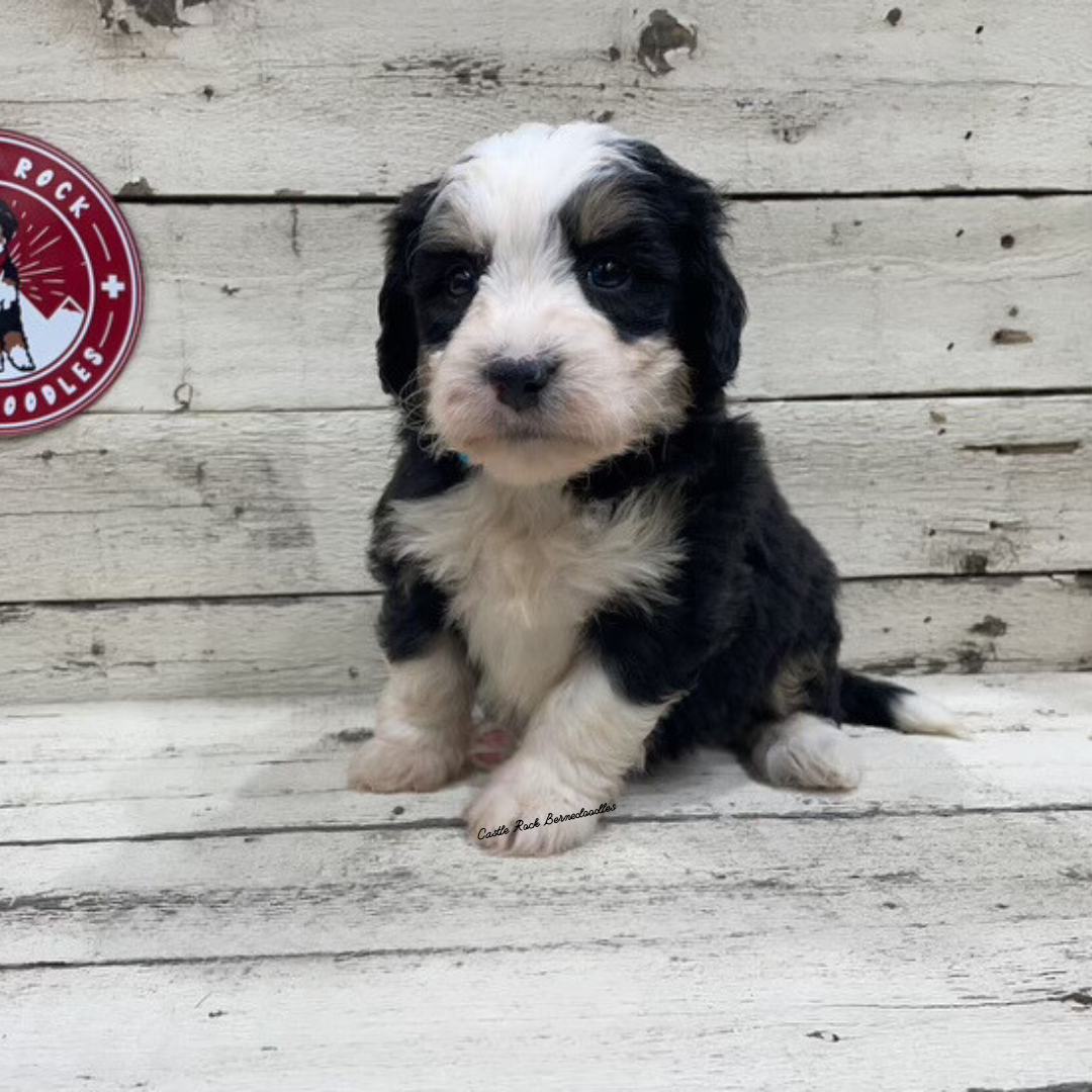 Xane (Male, F1 Mini Bernedoodle) – Castle Rock Bernedoodles