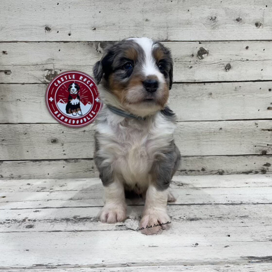 Xavi (Male, F1 Mini Blue Merle)