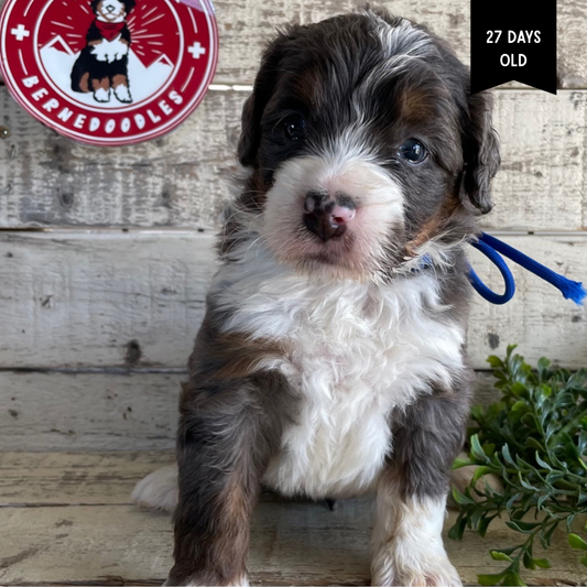 Xavier (Male, F1 Mini Blue Merle)