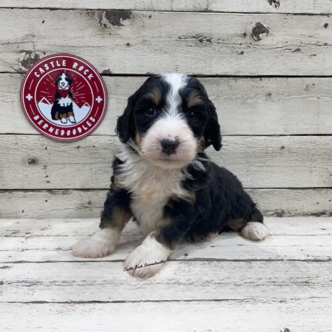 Xavier (Male, F1 Mini Bernedoodle)