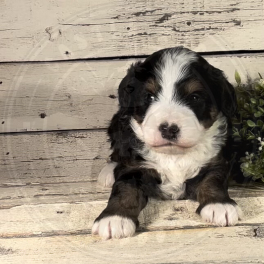 Xaiver (Female, F1 Mini Bernedoodle)