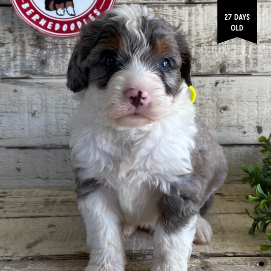 Xcaliber (Male, F1 Mini Blue Merle)