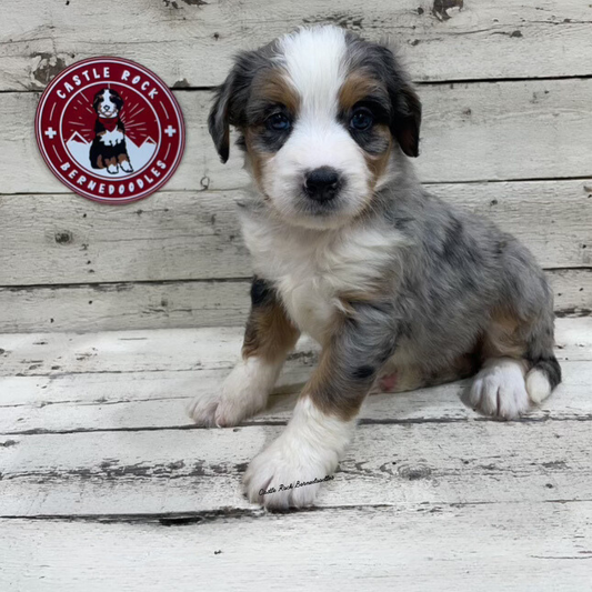 Xena (Female, F1 Mini Blue Merle)