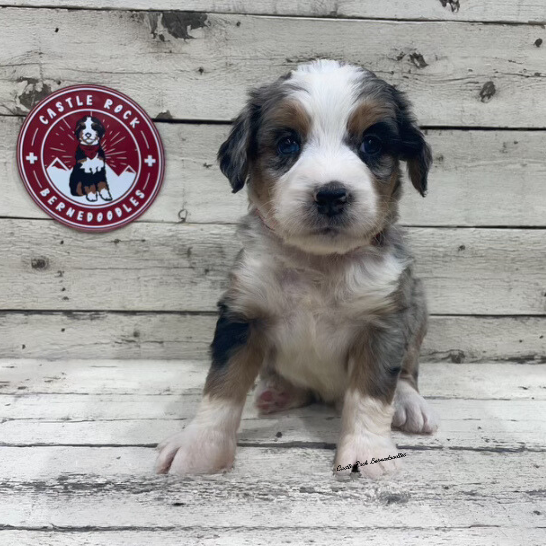 Xena (Female, F1 Mini Blue Merle)