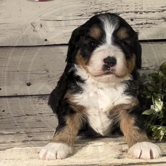 Xena (Female, F1 Mini Bernedoodle)