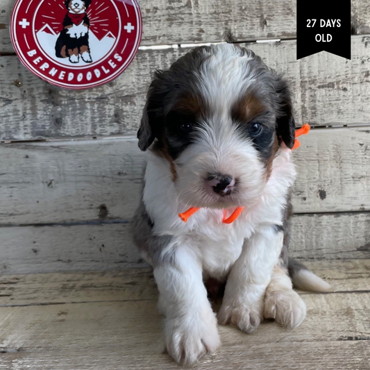 Xeres (Male, F1 Mini Blue Merle)