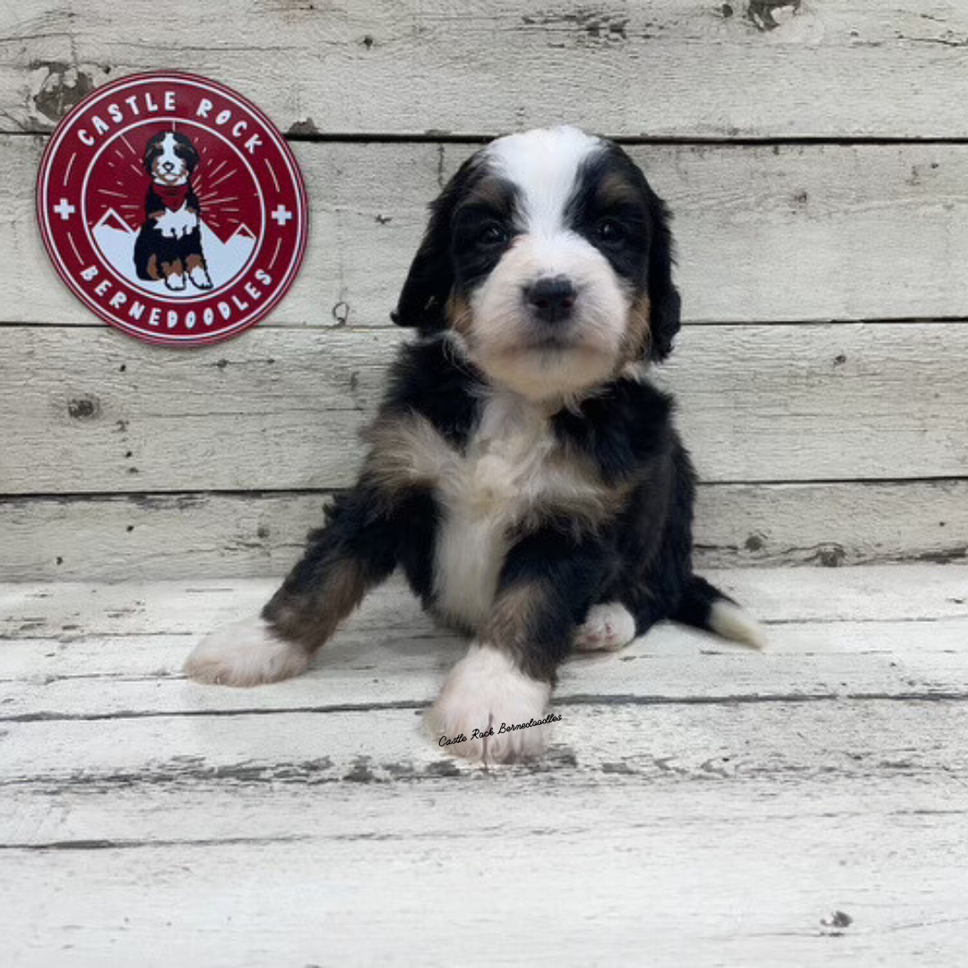 Xeryes (Male, F1 Mini Bernedoodle)