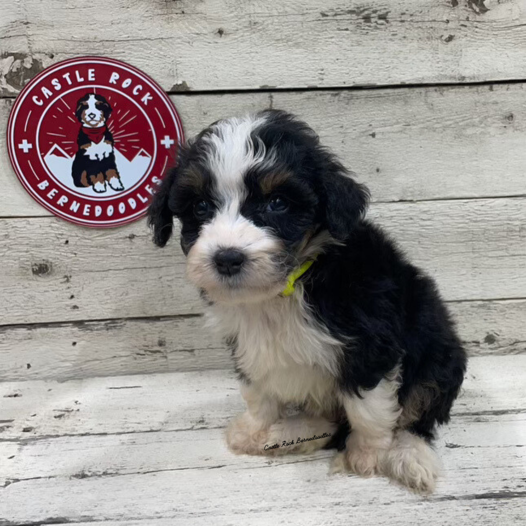 Xia (Female, F1 Mini Bernedoodle)