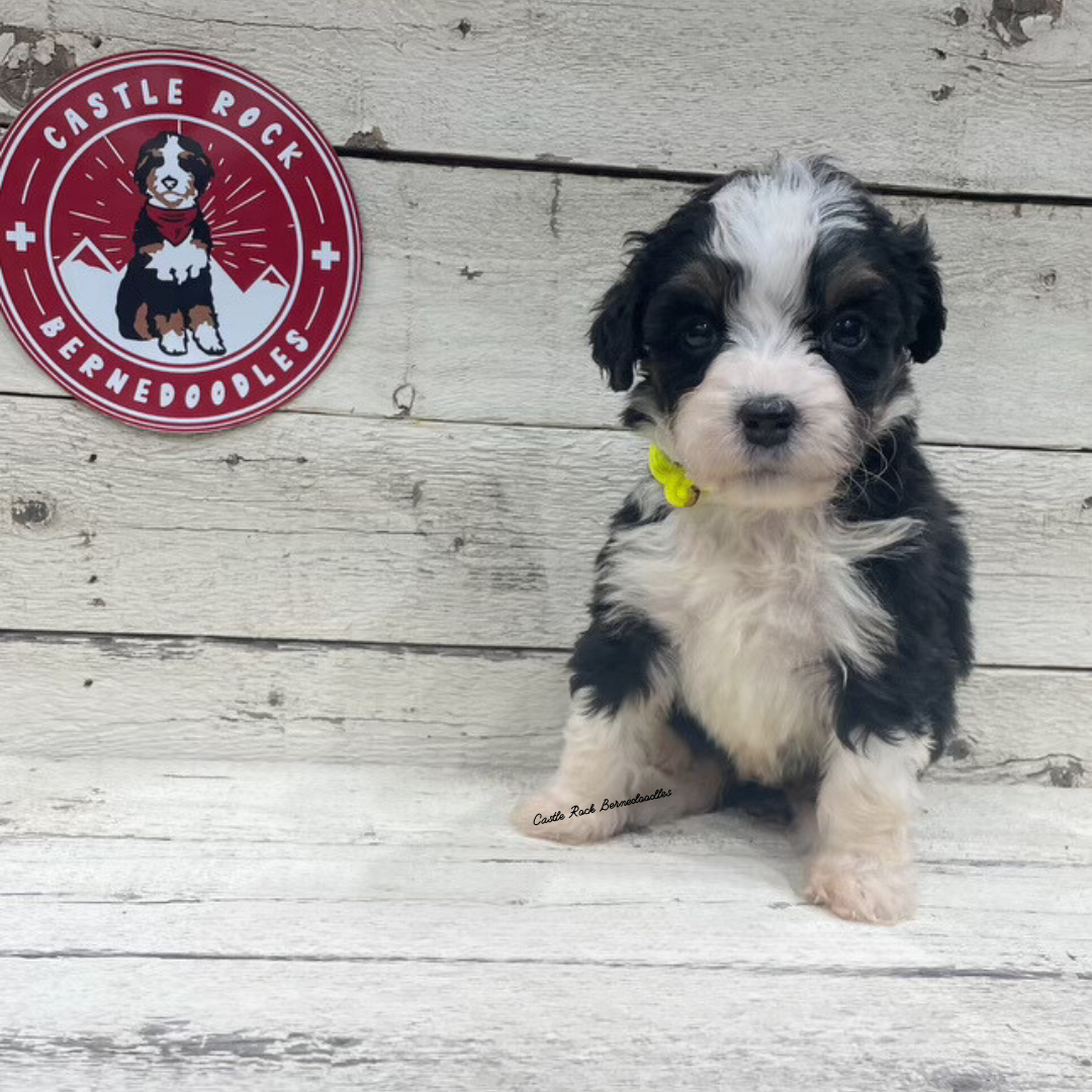 Xia (Female, F1 Mini Bernedoodle)