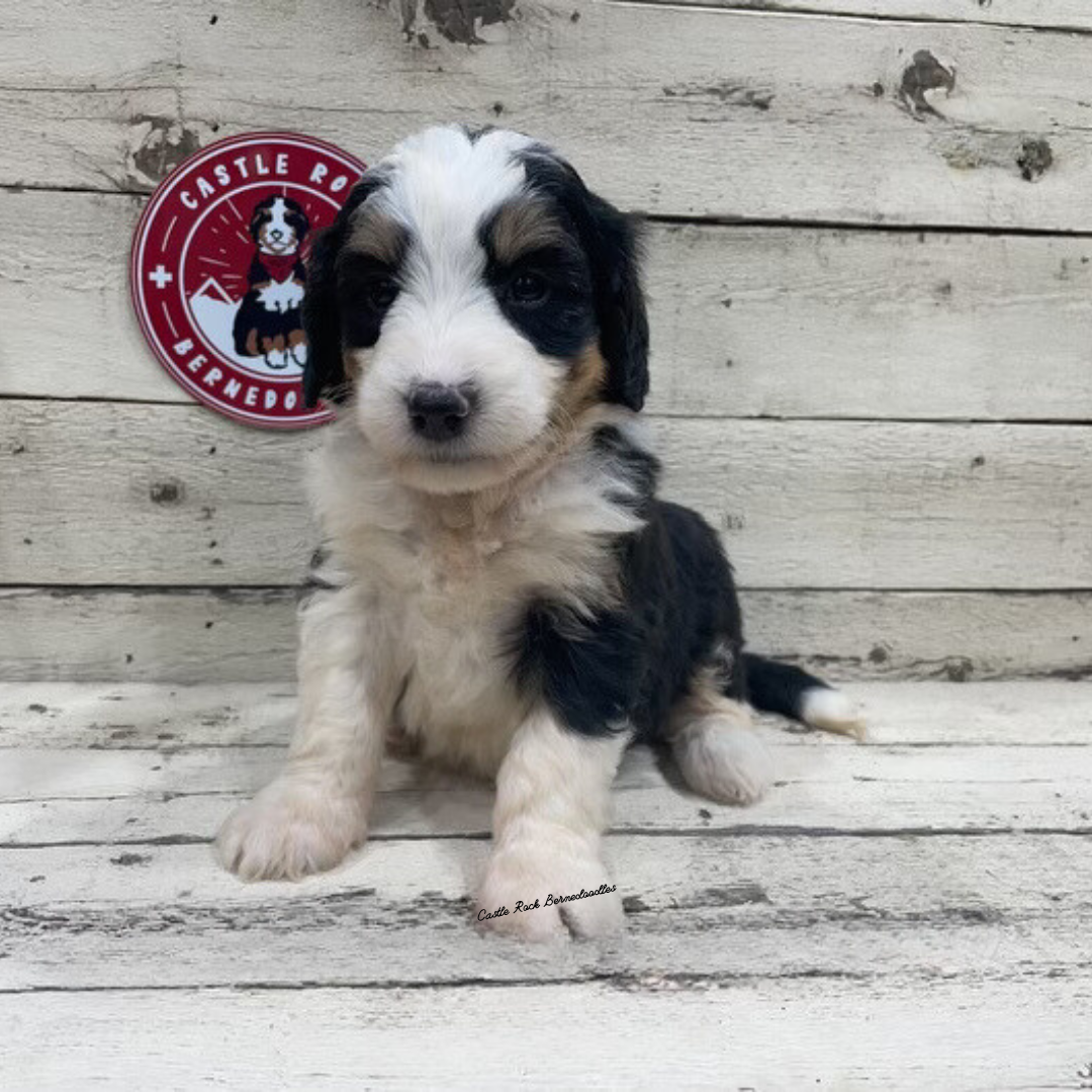 Xinia (Female, F1 Mini Bernedoodle)