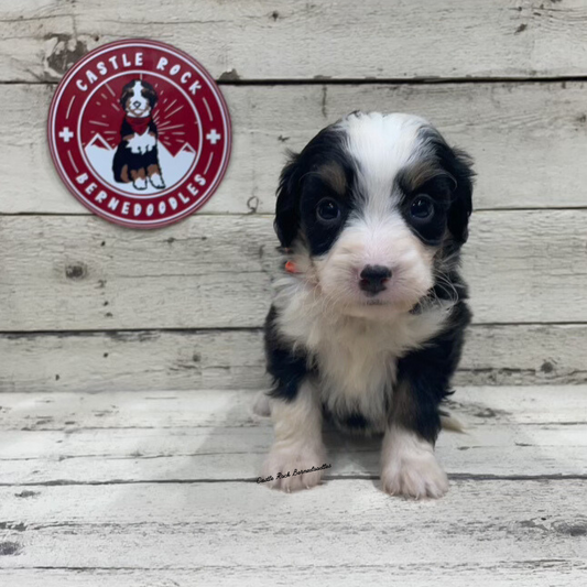 Xyla (Female, F1 Mini Bernedoodle)