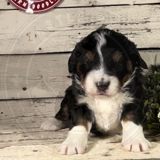 York (Male, F1 Mini Bernedoodle)