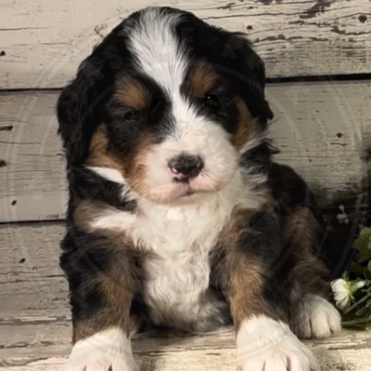 Zada (Female, F1 Mini Bernedoodle)