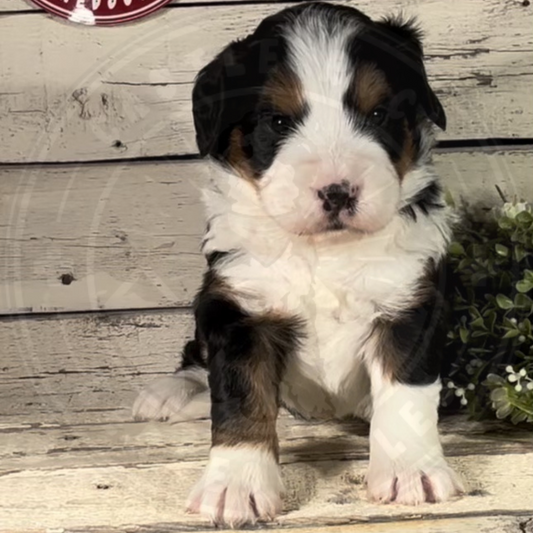 Zane (Male, F1 Mini Bernedoodle)