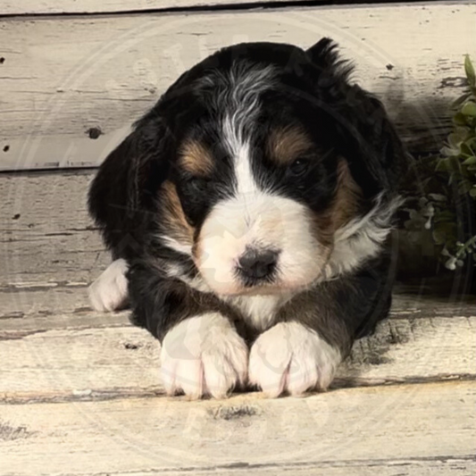 Zoya (Female, F1 Mini Bernedoodle)