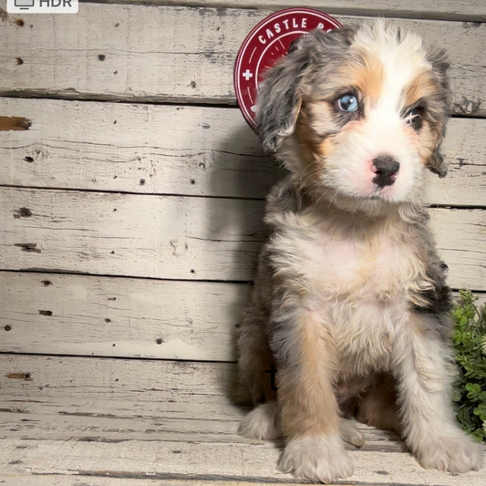 Sasha (Male, F1 Mini Blue Merle)