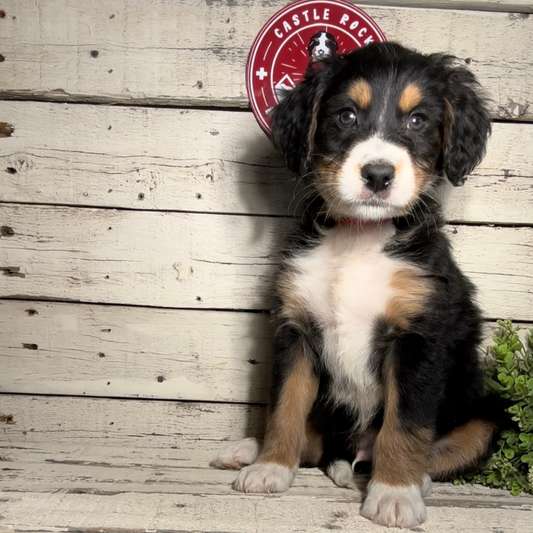Stu (Male, F1 Mini Bernedoodle)