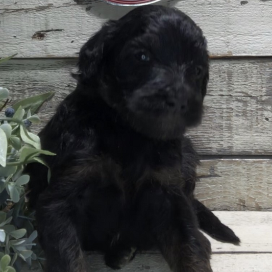 Chance (Male, F1b Maxi Bernedoodle)