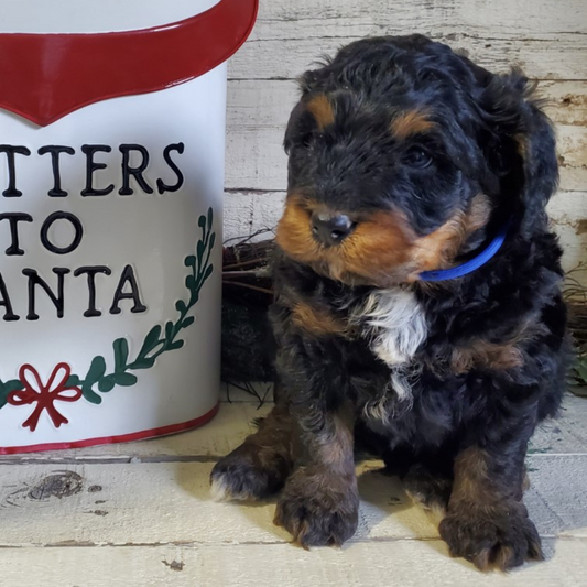 Claus (Male, F1 Mini Bernedoodle)