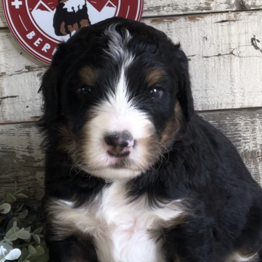 Compass (Male, F1 Mini Bernedoodle)