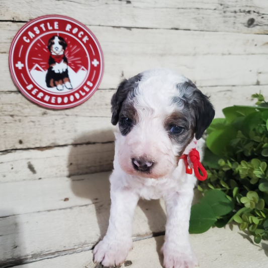 Cooper (Male, F1b Maxi Bernedoodle)