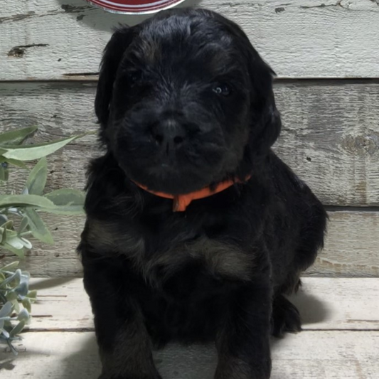 Colbie (Female, F1b Maxi Bernedoodle)