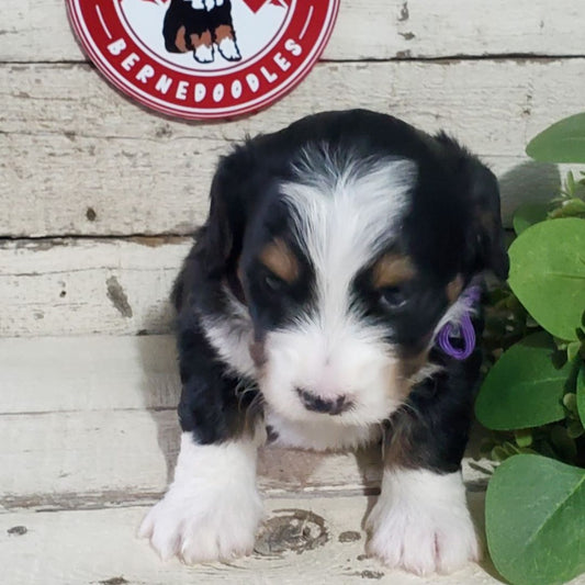 Eden (Female, F1 Mini Bernedoodle)