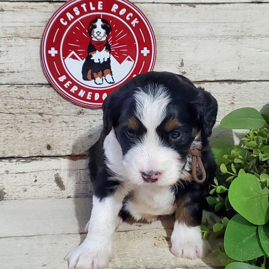 Ellie (Female, F1 Mini Bernedoodle)