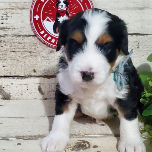 Ellis (Male, F1 Mini Bernedoodle)