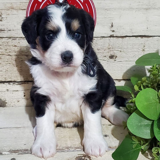 Eloise (Female, F1 Mini Bernedoodle)