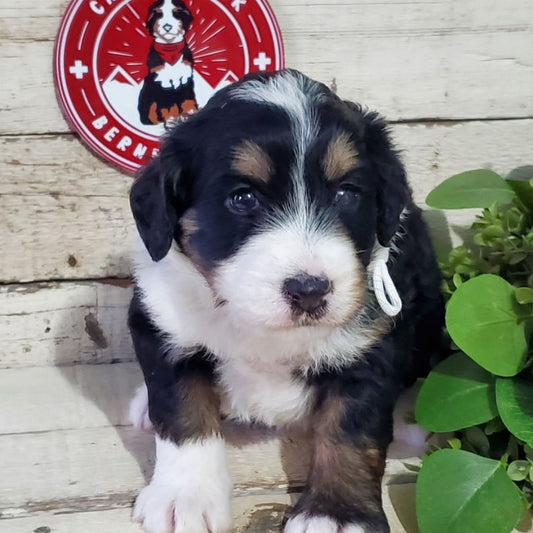 Elvie (Female, F1 Mini Bernedoodle)