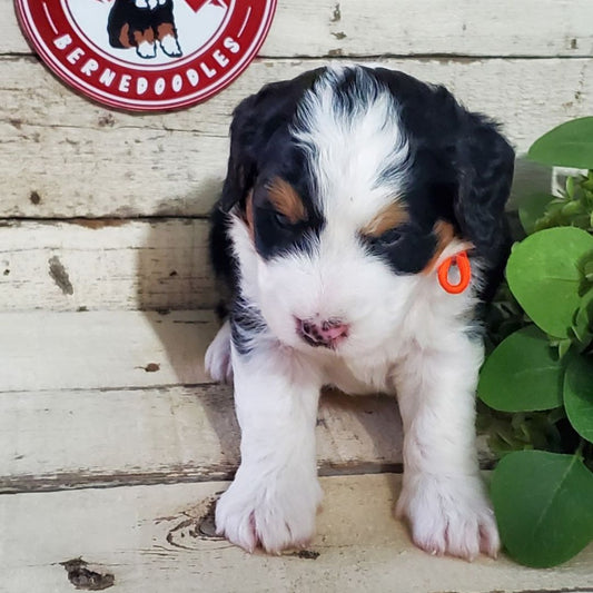 Emerson (Male, F1 Mini Bernedoodle)