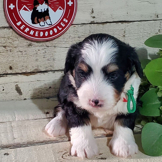 Eva (Female, F1 Mini Bernedoodle)