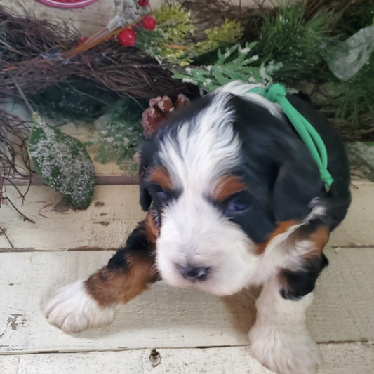 Extra (Male, F1 Mini Bernedoodle)