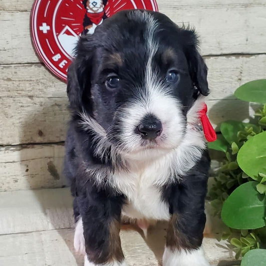 Ezra (Male, F1 Mini Bernedoodle)